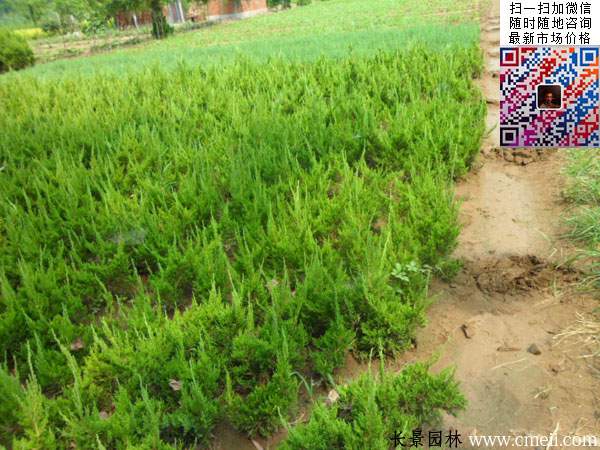 長景園林苗圃的小龍柏 長景園林苗圃的小龍柏