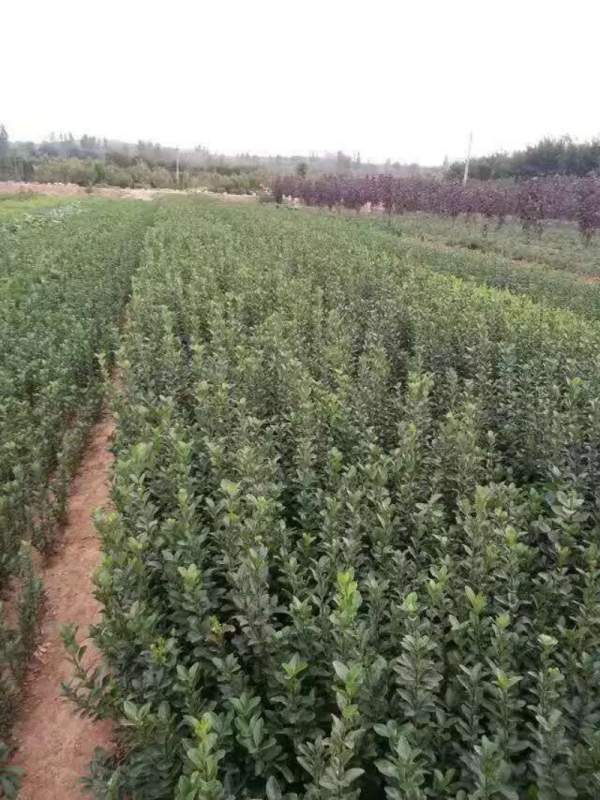 蕭山大葉黃楊苗圃