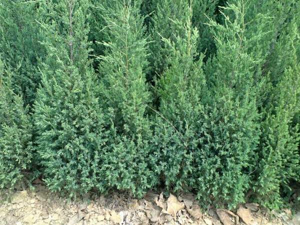 刺柏產(chǎn)區(qū)都有哪些地方？