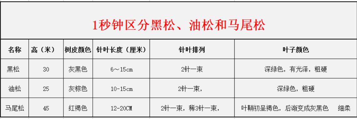 1秒鐘區分黑松、油松和馬尾松
