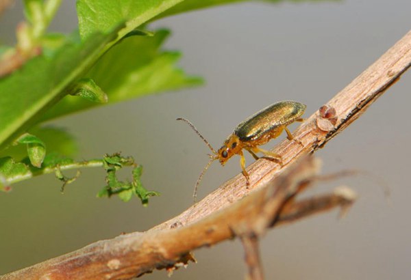 榆毛螢葉甲 榆毛螢葉甲