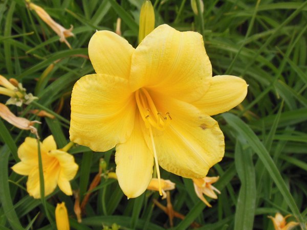 供應優質金娃娃萱草 供應優質金娃娃萱草