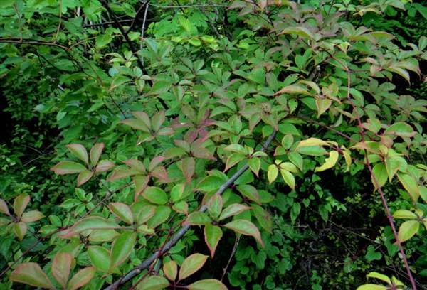 粉葉爬山虎 粉葉爬山虎