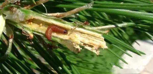 松梢螟幼蟲 松梢螟幼蟲