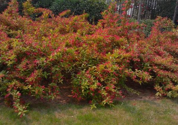 公園中的錦帶花 公園中的錦帶花