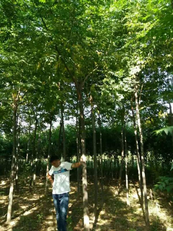 供應胸徑6公分7公分8公分苦楝樹 供應胸徑6公分7公分8公分苦楝樹