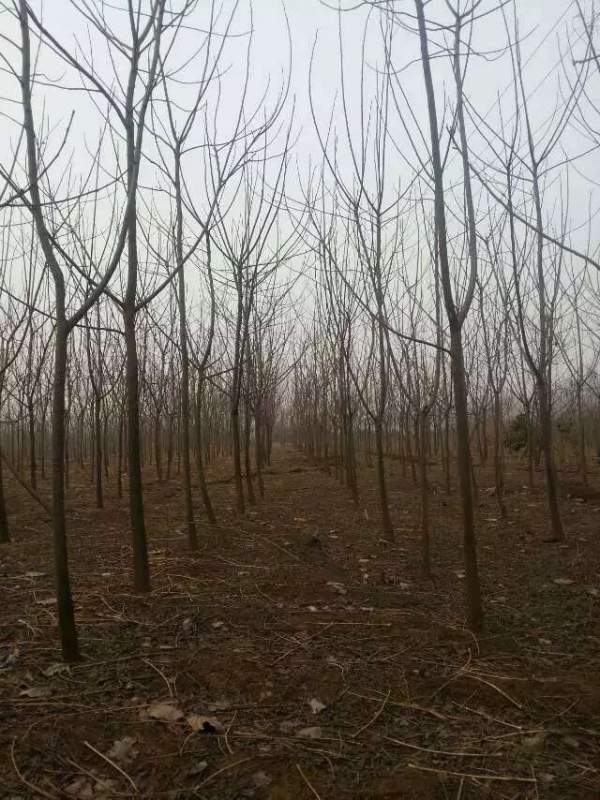 批發6公分7公分苦楝樹 批發6公分7公分苦楝樹