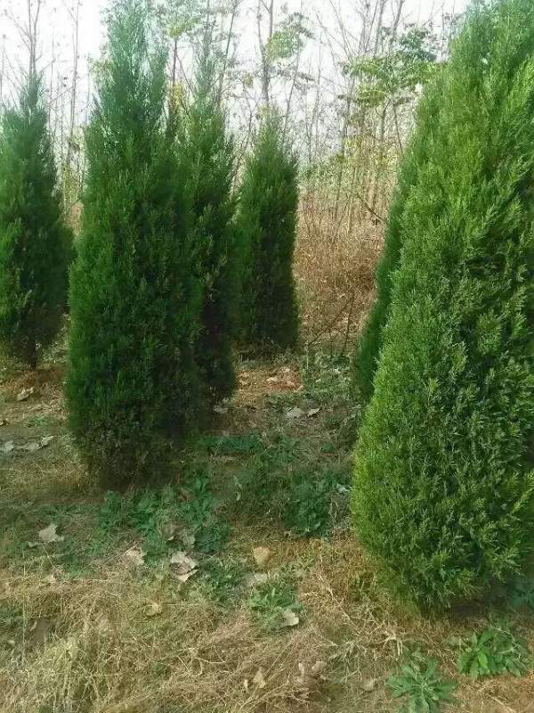 高度2.7米2.8米3米蜀檜價格優惠 高度2.7米2.8米3米蜀檜價格優惠