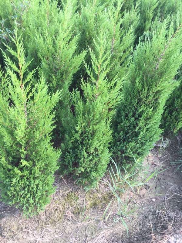 高度1米1.2米1.3米蜀檜 高度1米1.2米1.3米蜀檜