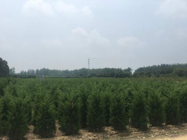 高度1.5米1.6米1.7米蜀檜供應 高度1.5米1.6米1.7米蜀檜供應