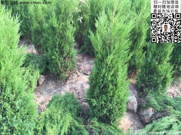 高度1.2米1.3米蜀檜 高度1.2米1.3米蜀檜