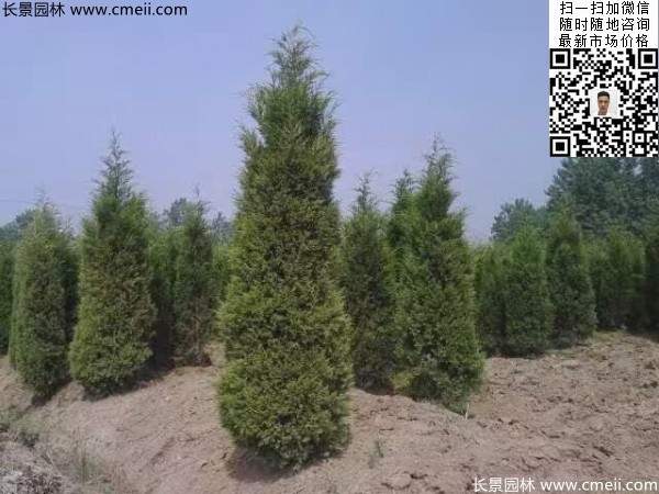 高度3米3.5米大蜀檜挖苗現(xiàn)場(chǎng)大量供應(yīng)中 高度3米3.5米大蜀檜挖苗現(xiàn)場(chǎng)大量供應(yīng)中