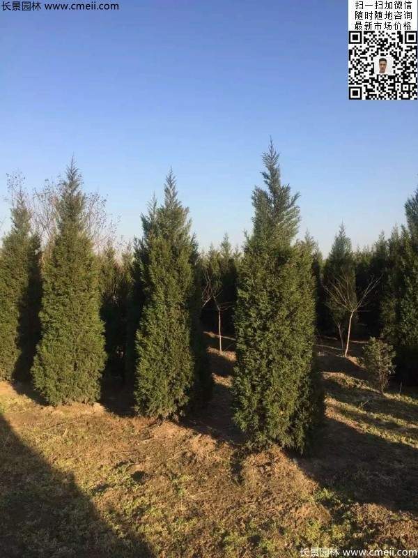 高度3米3.5米大蜀檜挖苗現(xiàn)場(chǎng)大量供應(yīng)中 高度3米3.5米大蜀檜挖苗現(xiàn)場(chǎng)大量供應(yīng)中