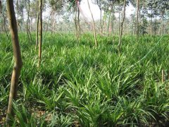 �ձ�������