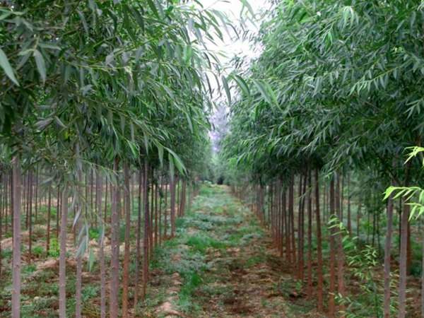 竹柳樹圖片竹柳樹基地實拍 竹柳樹圖片竹柳樹基地實拍