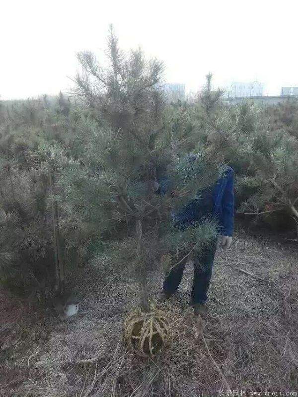 沭陽黑松的價格 沭陽黑松的價格