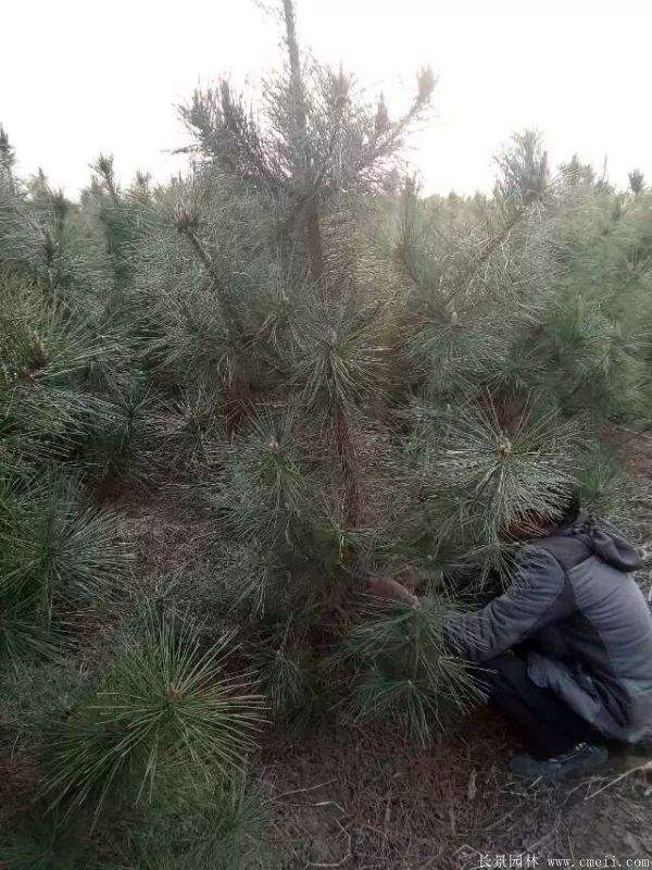 沭陽黑松的價格 沭陽黑松的價格