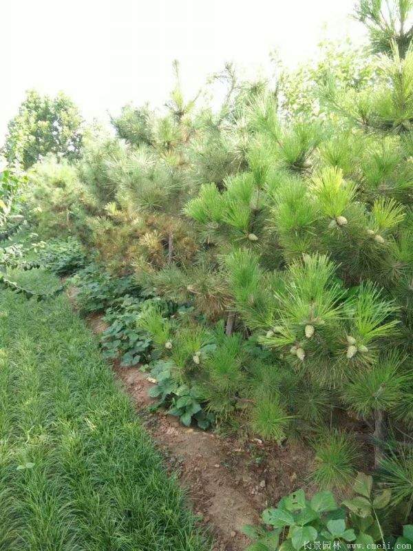 沭陽黑松基地 沭陽黑松基地