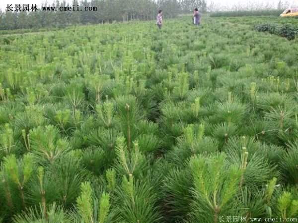 沭陽黑松苗、黑松樹 沭陽黑松苗、黑松樹