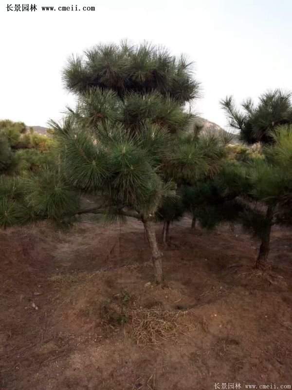 沭陽的黑松基地 沭陽的黑松基地