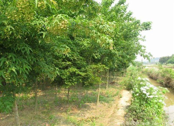 青楓圖片青楓基地實拍 青楓圖片青楓基地實拍