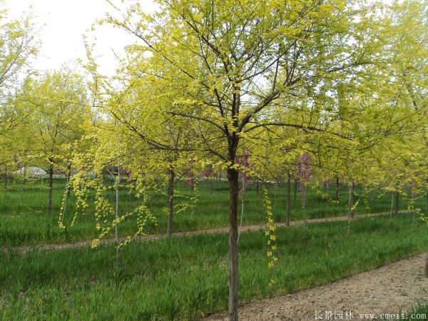 垂柳圖片垂柳基地實(shí)拍 垂柳圖片垂柳基地實(shí)拍
