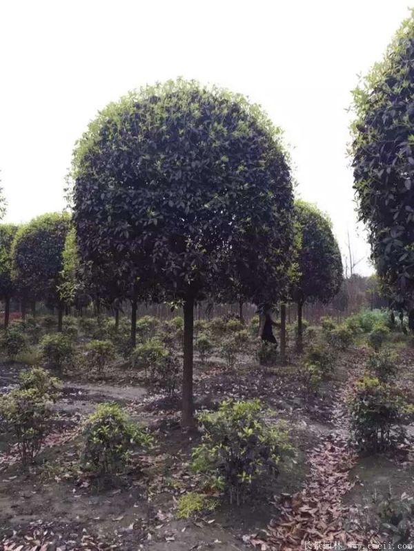 桂花樹圖片桂花樹基地實拍 桂花樹圖片桂花樹基地實拍