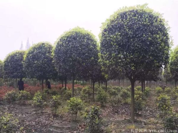 桂花樹圖片桂花樹基地實拍 桂花樹圖片桂花樹基地實拍