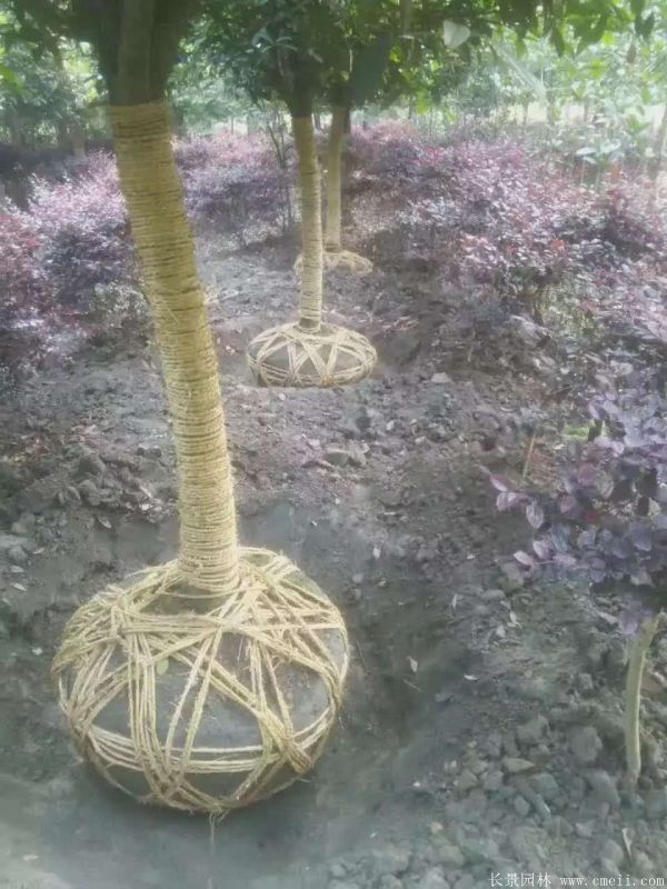 桂花樹圖片桂花樹基地實拍 桂花樹圖片桂花樹基地實拍