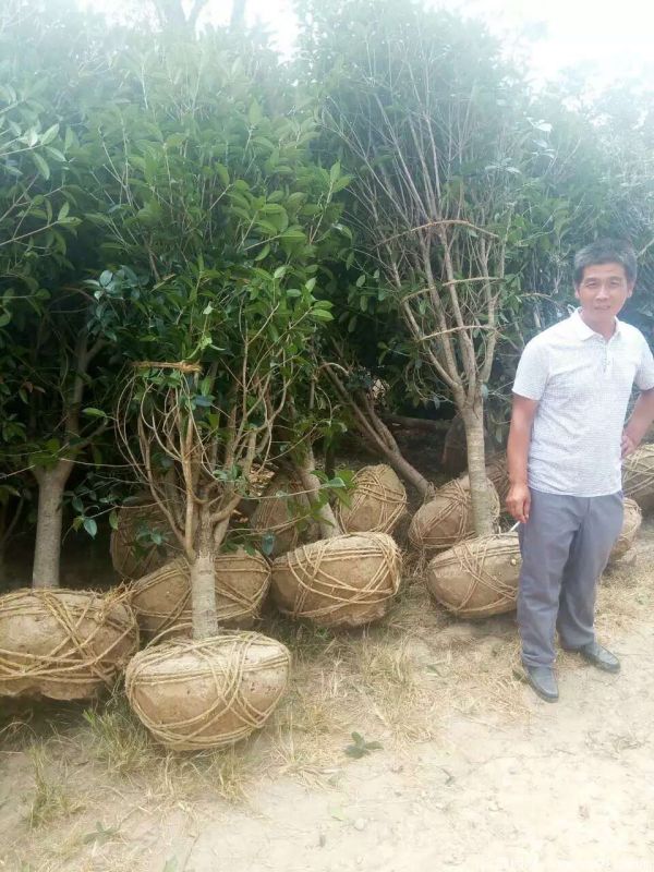 桂花樹圖片桂花樹基地實拍 桂花樹圖片桂花樹基地實拍