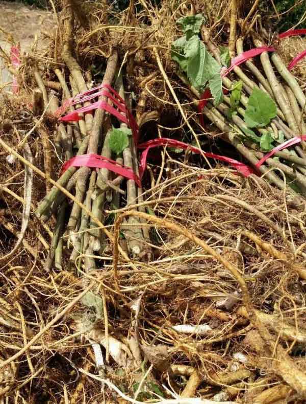 構(gòu)樹(shù)苗圖片構(gòu)樹(shù)小苗基地實(shí)拍