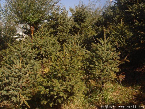 云杉圖片基地實(shí)拍 云杉圖片基地實(shí)拍