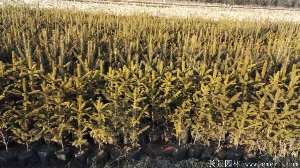 云杉圖片基地實(shí)拍 云杉圖片基地實(shí)拍