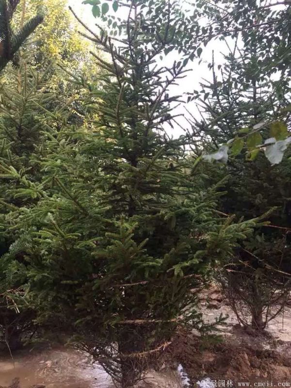 云杉圖片基地實(shí)拍 云杉圖片基地實(shí)拍