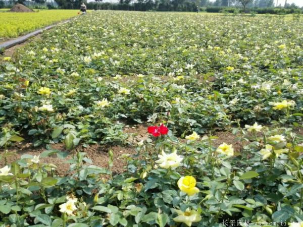 雜種香水月季圖片 雜種香水月季圖片