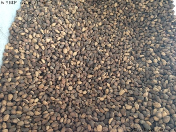 白皮松種子圖片 白皮松種子圖片