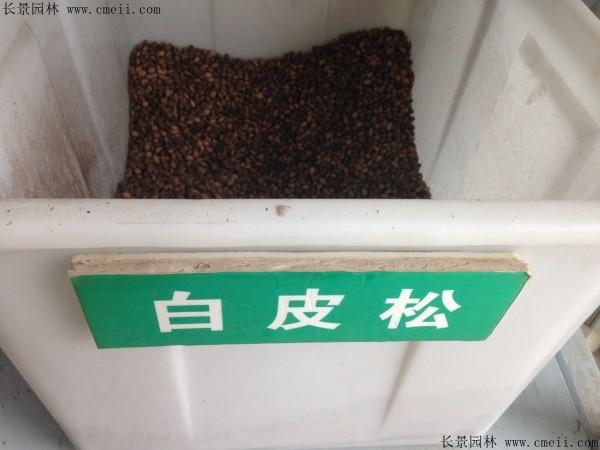 白皮松種子圖片 白皮松種子圖片