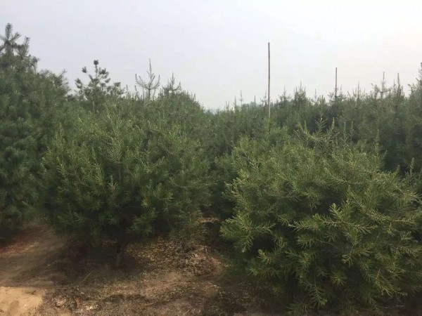 白皮松樹苗圖片 白皮松樹苗圖片