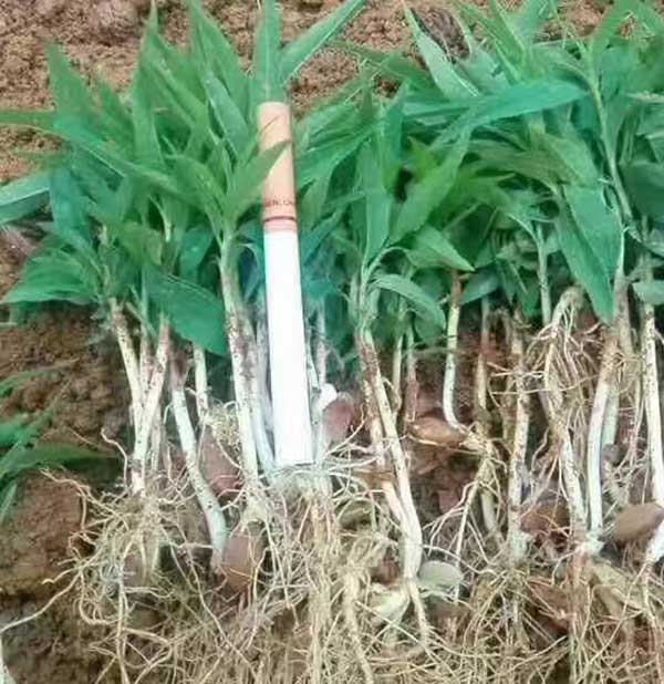 山桃種子發芽出苗圖片