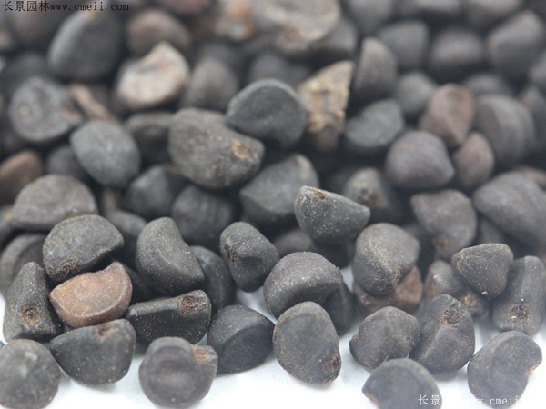 牽?；ǚN子圖片