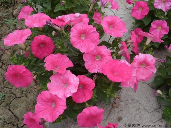 牽?；ǚN子發(fā)芽出苗開花圖片