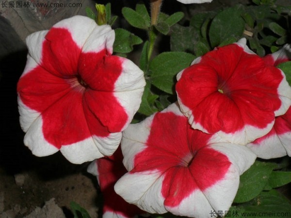 牽?；ǚN子發(fā)芽出苗開花圖片