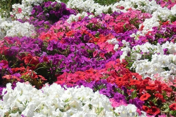 牽?；ǚN子發(fā)芽出苗開花圖片