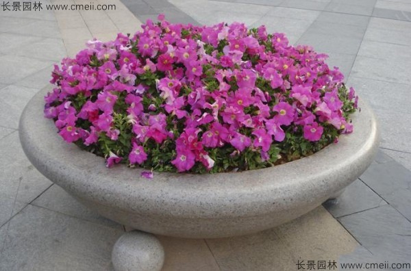 牽?；ǚN子發(fā)芽出苗開花圖片