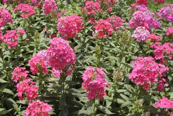 五色梅種子發芽出苗開花圖片 五色梅種子發芽出苗開花圖片