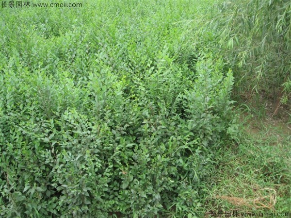 白榆種子發芽出苗圖片