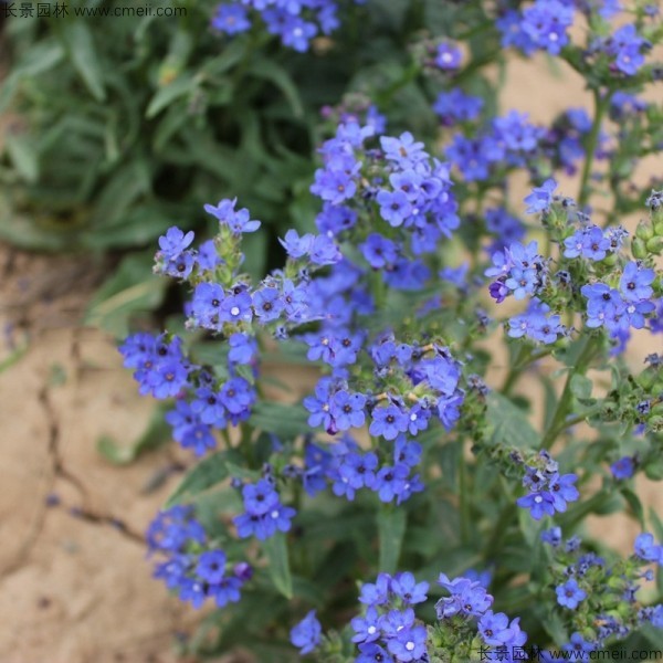 南非牛舌草種子發(fā)芽出苗開花圖片
