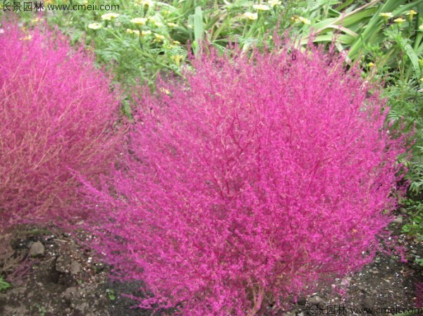 紅葉地膚種子發芽出苗圖片