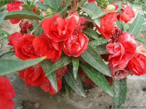 指甲花種子發(fā)芽出苗開(kāi)花圖片