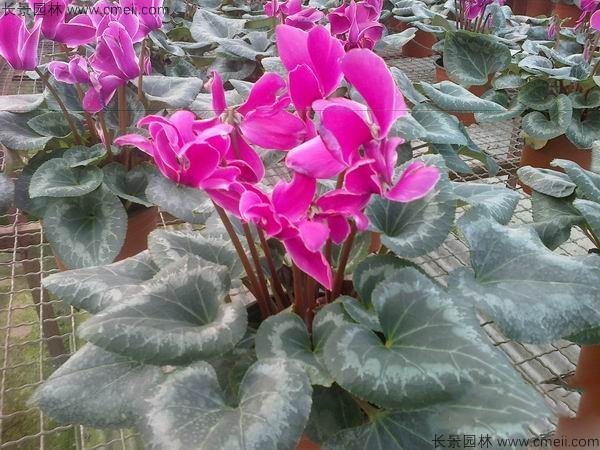 仙客來種子發芽出苗開花圖片 仙客來種子發芽出苗開花圖片